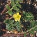 Tribulus Terrestris