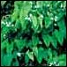 Epimedium