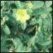 Damiana (Turnera aphrodisiaca)